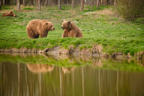 Бурый медведь в национальном парке — стоковое фото