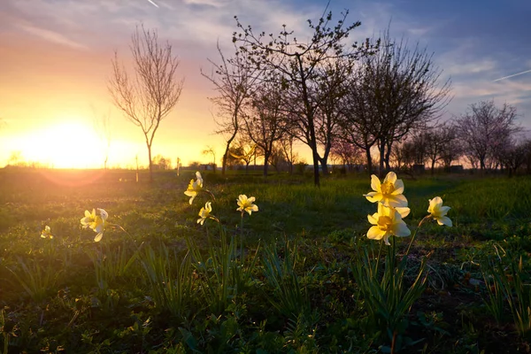 Wild daffodils in the garden — Stock Photo, Image
