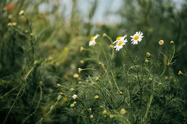 Daisy flower macro — Stock Photo, Image