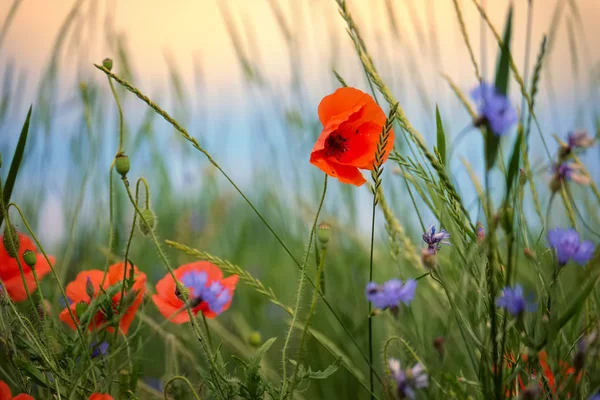 Vallmo och blåklint på en sommaräng — Stockfoto