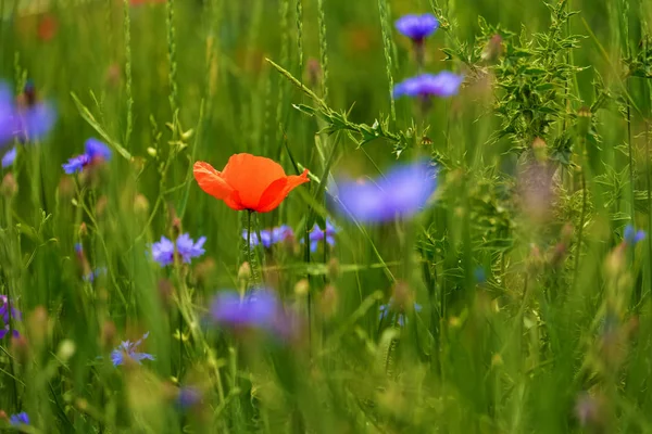 Poppy et bleuets sur une prairie d'été — Photo