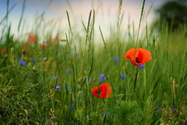 Poppy et bleuets sur une prairie d'été — Photo