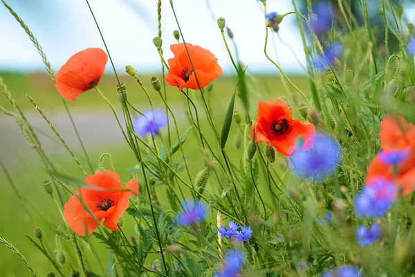 Poppy and cornflowers on a summer meadow — Stock Photo, Image