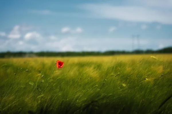 Poppy em um fundo de prado de verão — Fotografia de Stock