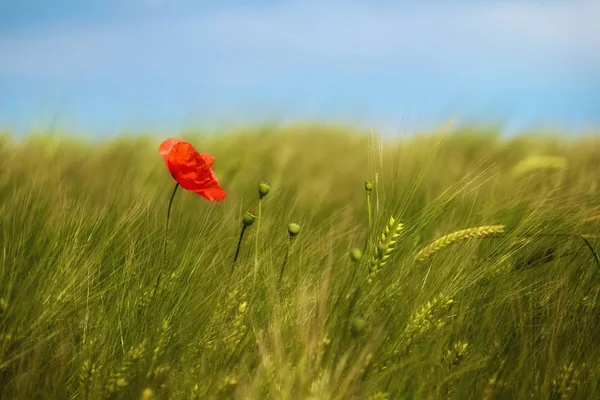 Coquelicot sur un fond de prairie d'été — Photo