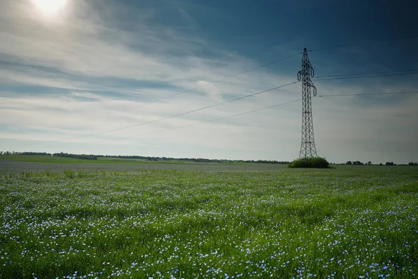 Блакитне поле льону в літній час — стокове фото