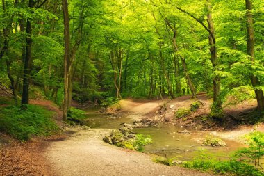 Orman yolu ile akan dere