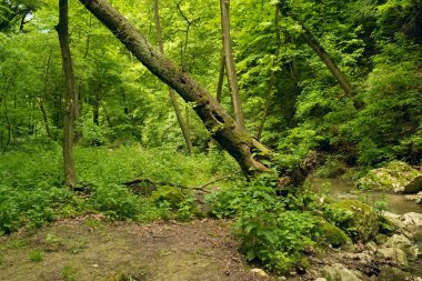 Ormandaki ağaç gövdesi