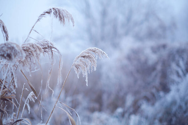 Frozen reed grass