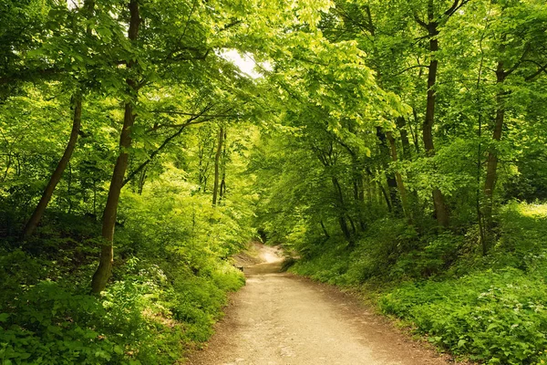 Camino en el bosque —  Fotos de Stock