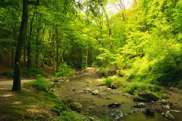 Flusso che scorre nella bellissima foresta — Foto Stock