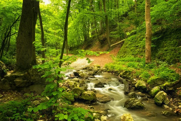 Тече струмок у прекрасному лісі — стокове фото