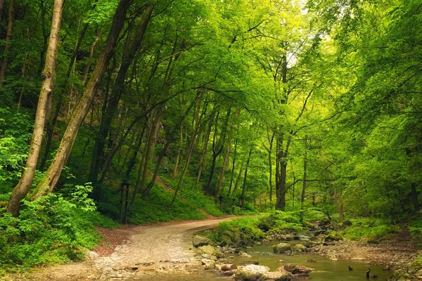 Fluir arroyo en el bosque con camino —  Fotos de Stock