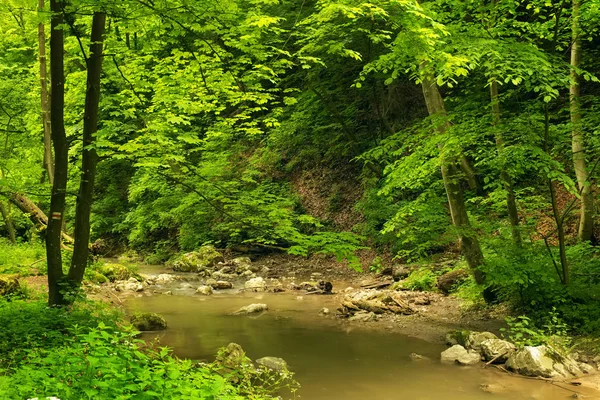 Fluyendo arroyo en hermoso bosque —  Fotos de Stock