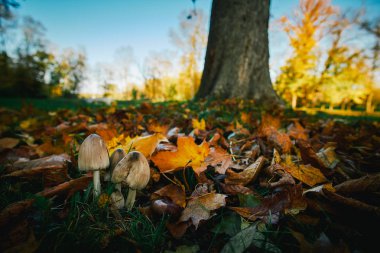 Sonbahar parkta mantar