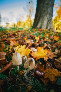 Sonbahar parkta mantar