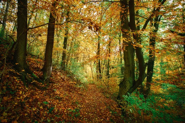 Herfst kleurrijke bos — Stockfoto