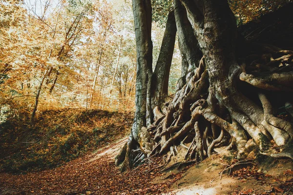 Alte große Baumwurzeln Herbstwald — Stockfoto