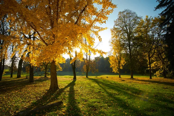 Zonnige herfst park — Stockfoto