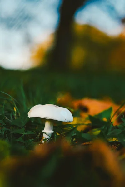 Pilz im Herbstpark — Stockfoto