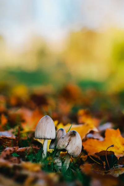 Champiñones en el parque de otoño — Foto de Stock