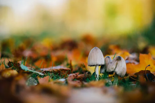 Pilz im Herbstpark — Stockfoto