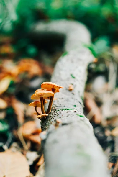 Funghi sul tronco d'albero — Foto Stock