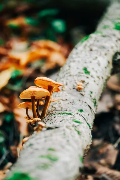 Funghi sul tronco d'albero — Foto Stock