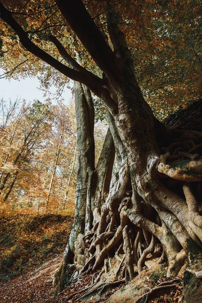 Eski büyük ağaç kökleri sonbahar orman — Stok fotoğraf