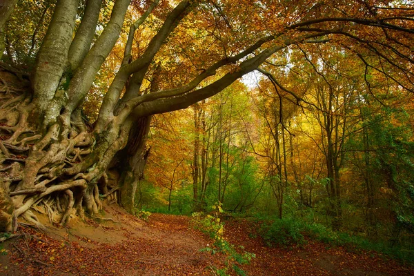 Viejas raíces de árboles grandes bosque de otoño — Foto de Stock