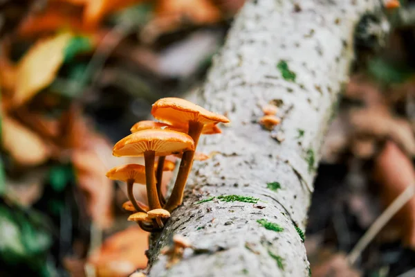 Mushrooms on tre trunk — Stock Photo, Image