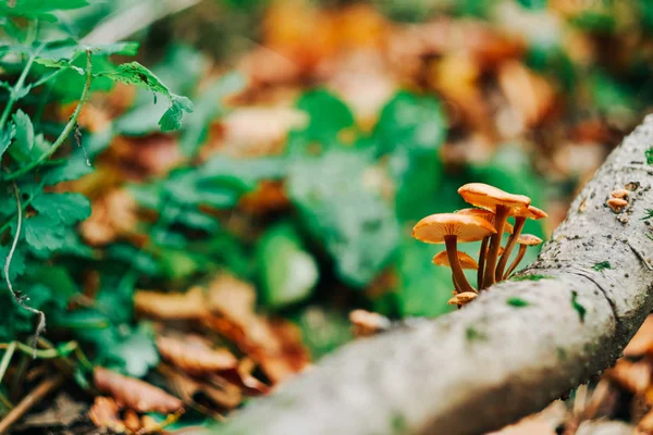 Mushrooms on tre trunk — Stock Photo, Image