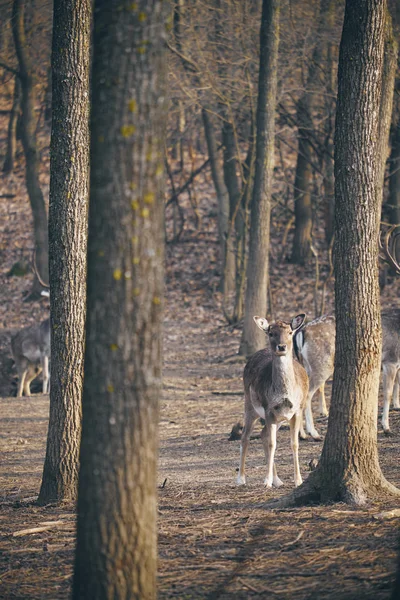 森の中にいる鹿は — ストック写真