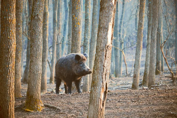 野猪，sus scofa — 图库照片