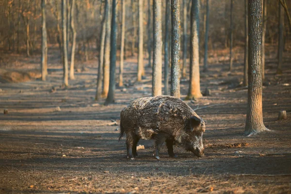 Cinghiale, sus scofa — Foto Stock