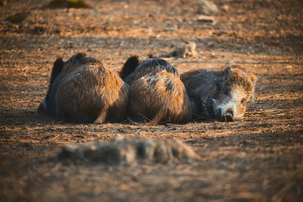 Trois sangliers paresseux — Photo