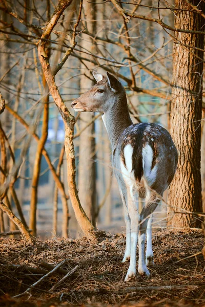 Fallow deer in the forest — Stock Photo, Image