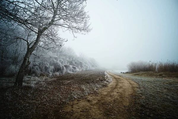 Winter road in the park — Stock Photo, Image