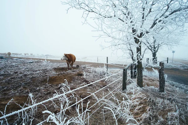 Vaca en el pasto de invierno — Foto de Stock