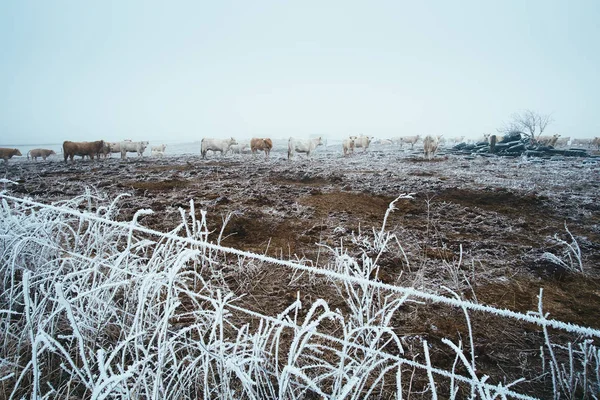 Vaca en el pasto de invierno —  Fotos de Stock