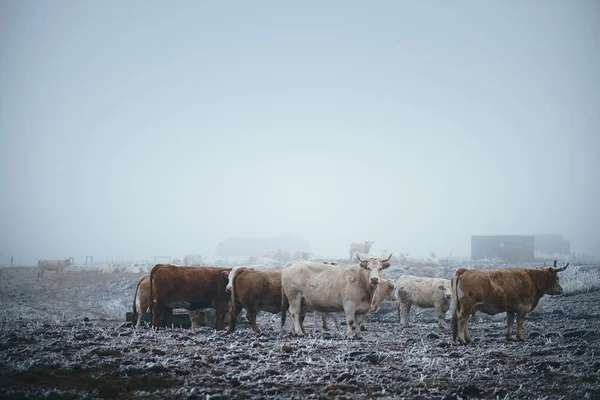 冬の牧場を牛します。 — ストック写真