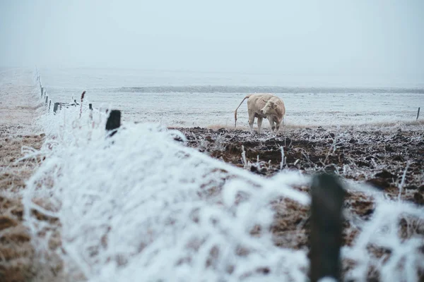 Αγελάδα στο βοσκότοπο χειμώνα — Φωτογραφία Αρχείου