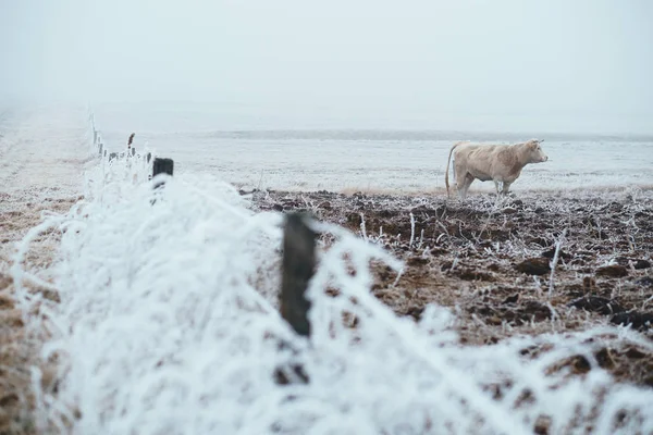 Kráva v zimní pastviny — Stock fotografie