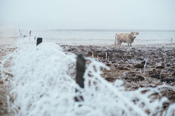 Kráva v zimní pastviny — Stock fotografie