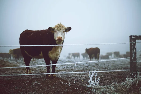 Vaca no pasto de inverno — Fotografia de Stock