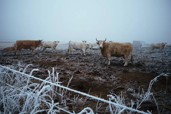 Cow in the winter pasture