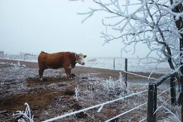 Cow in the winter pasture — Stock Photo, Image