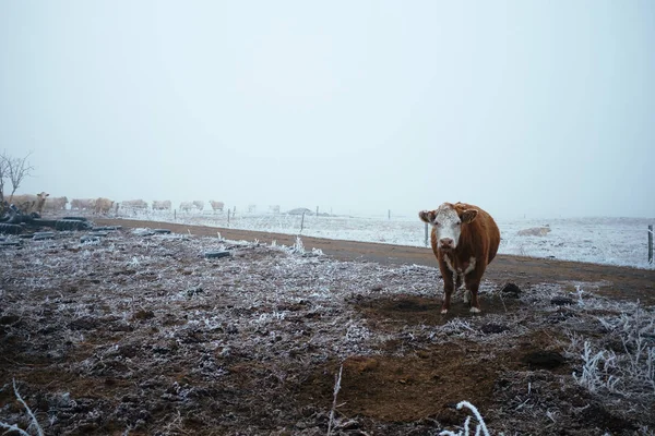 Αγελάδα στο βοσκότοπο χειμώνα — Φωτογραφία Αρχείου