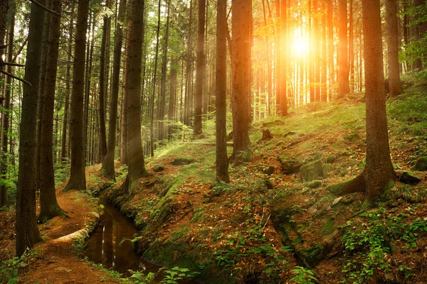 Krásný pohádkový les — Stock fotografie