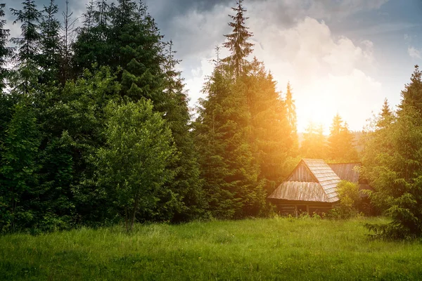 Ancienne cabane en rondins dans la forêt — Photo